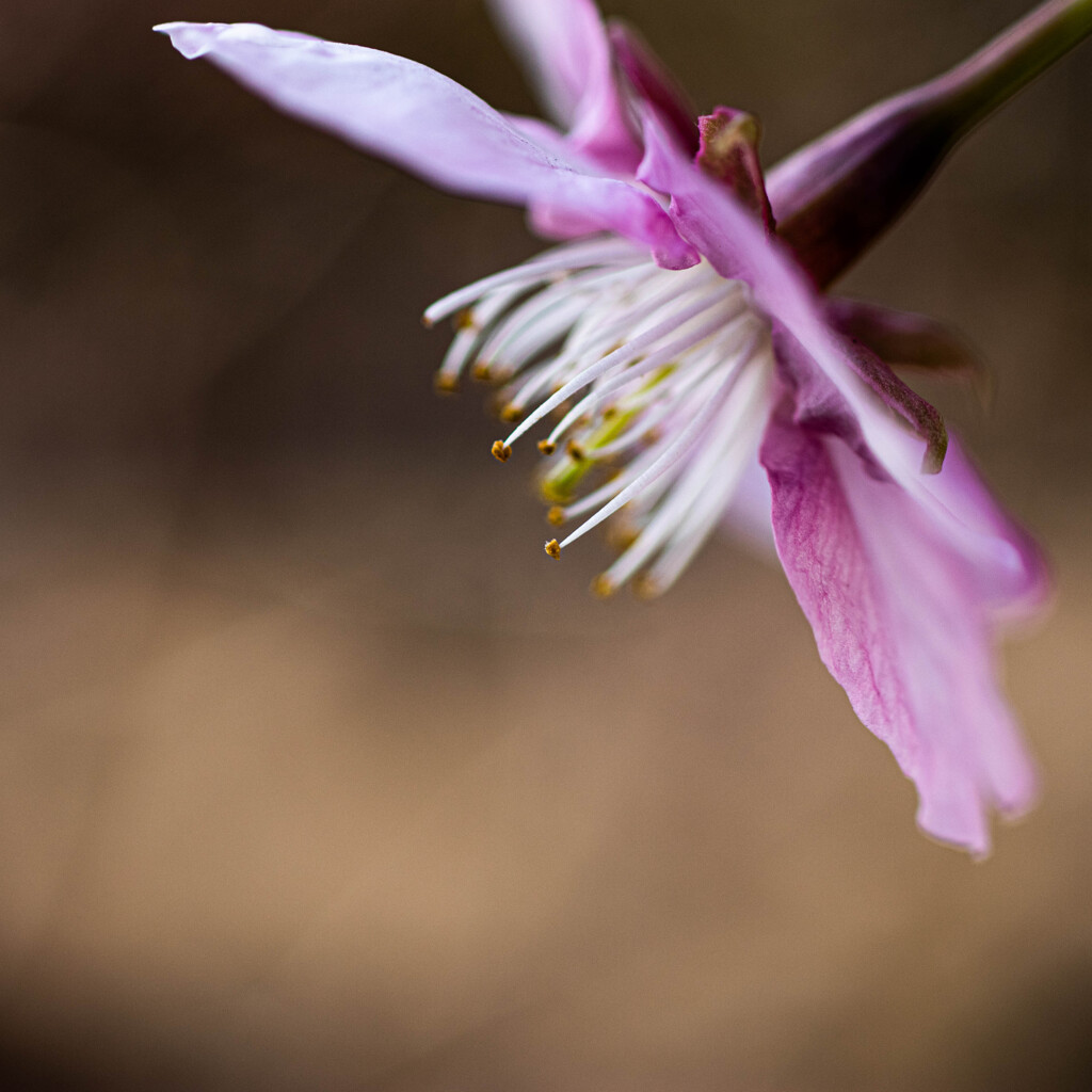 河津桜咲く　Ⅱ