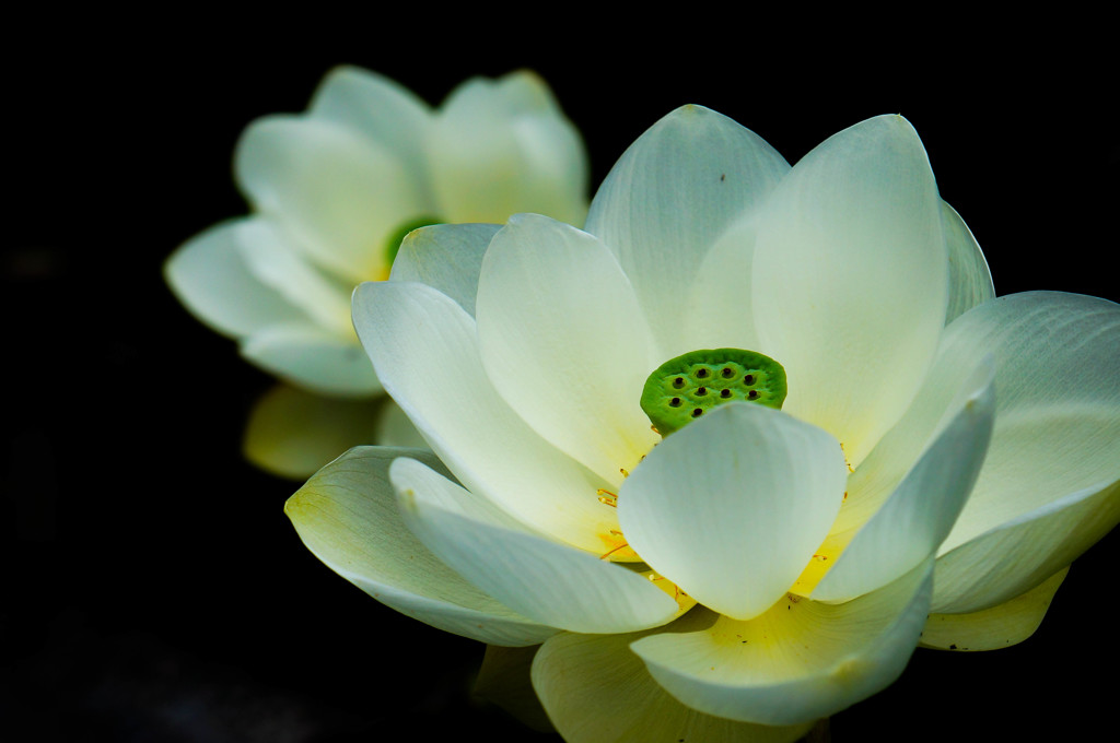 極楽浄土の花（白）