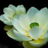 極楽浄土の花（白）