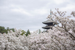 桜の雲と五重塔