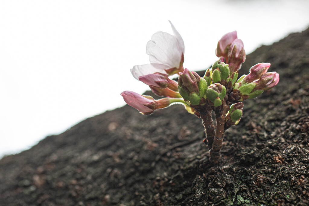 胴吹き桜