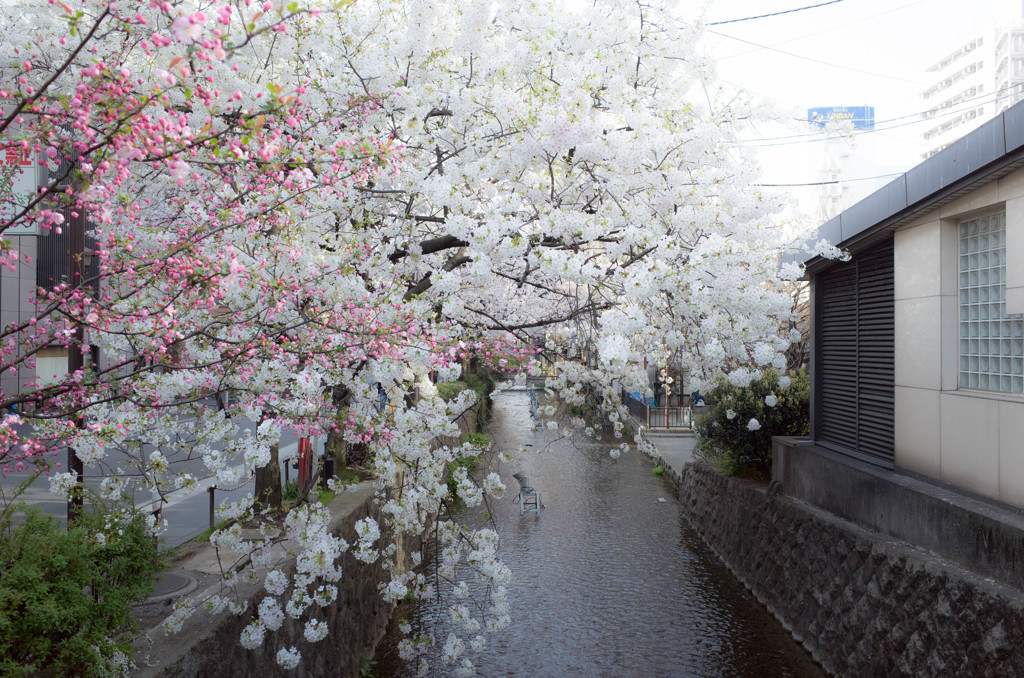 朝の桜