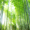 高台寺の竹林にて