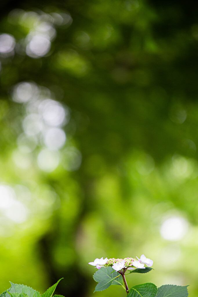 紫陽花に魅せられて　Ⅳ