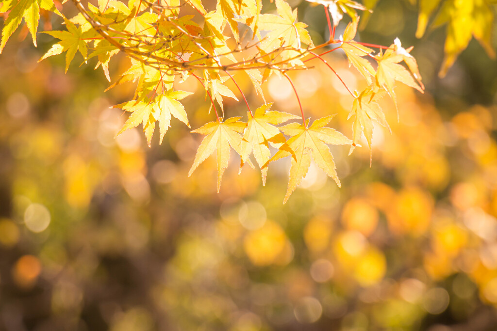 もみじの色づき