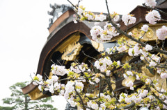 二条城の桜　Ⅰ