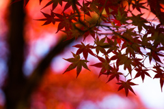 天授庵の紅葉　Ⅱ