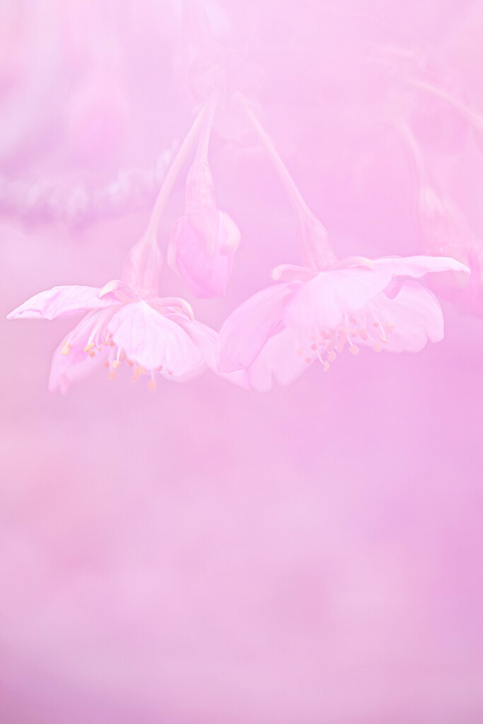 桜色に染まる。