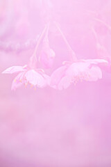 桜色に染まる。