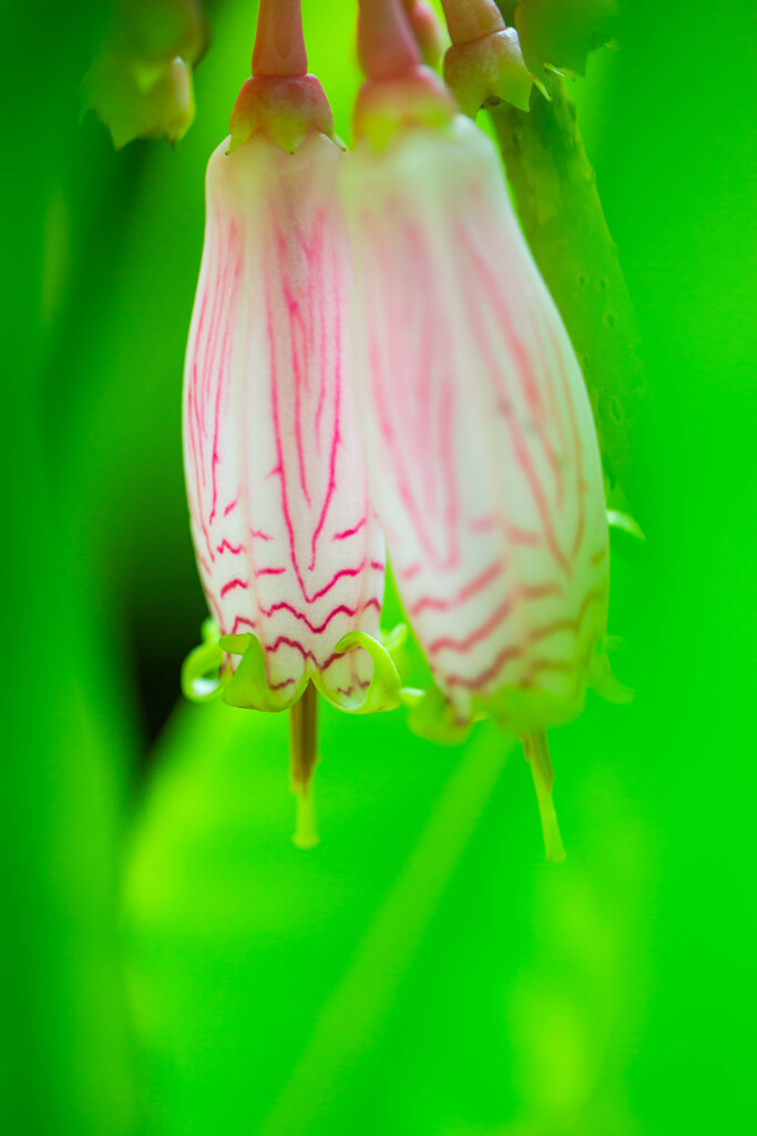 温室で見つけた小さな花　Ⅴ