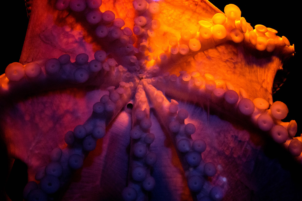 Octopus