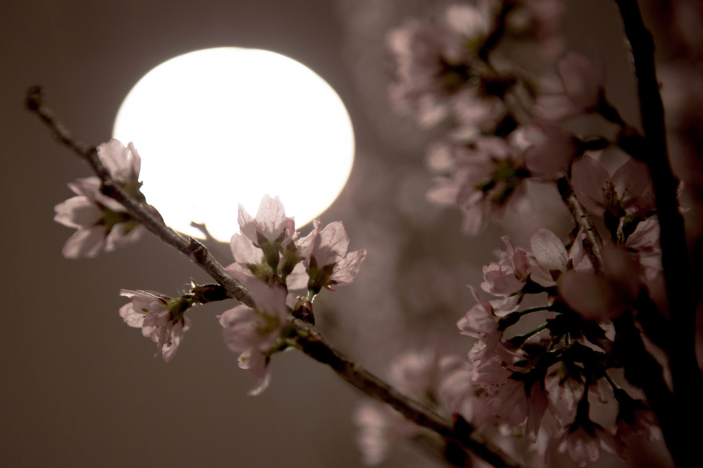 上野駅の桜　Ⅲ