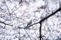 目黒川の桜とヒヨドリ