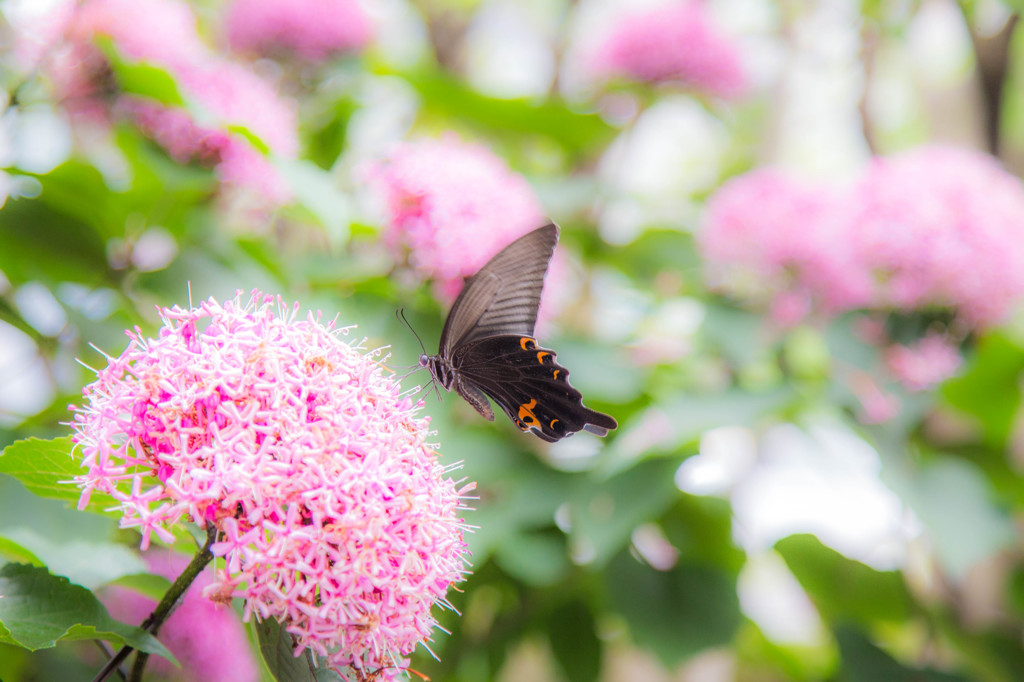 魅惑の花に誘われて～♪