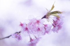 河津桜咲きました。