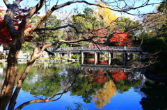 茶室より望む九條池