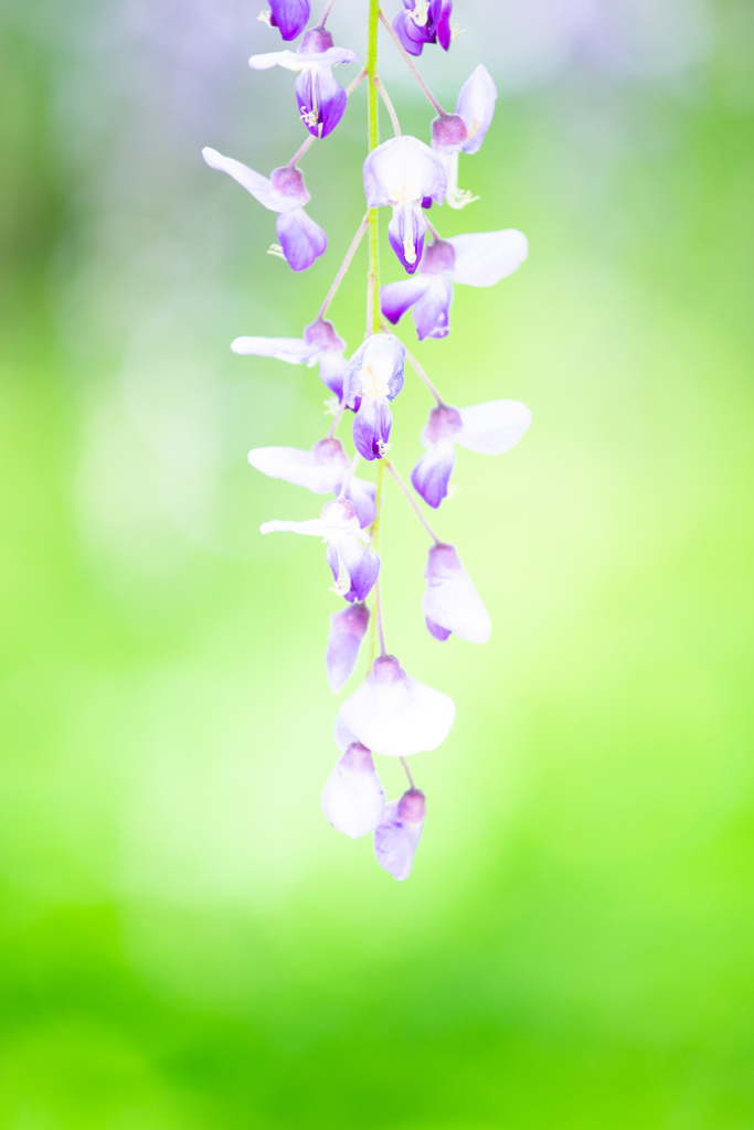 藤の花　Ⅰ