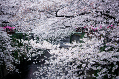 目黒川の桜　Ⅵ