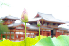 極楽浄土の花　－平等院で