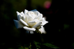 秋の薔薇　～白
