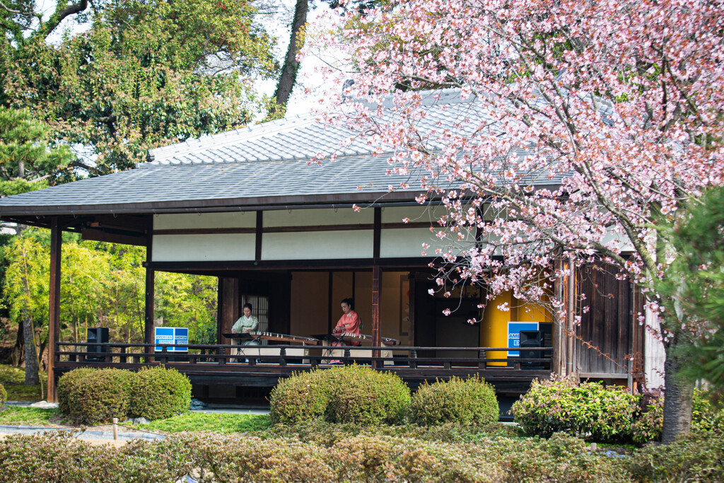 桜と琴の音