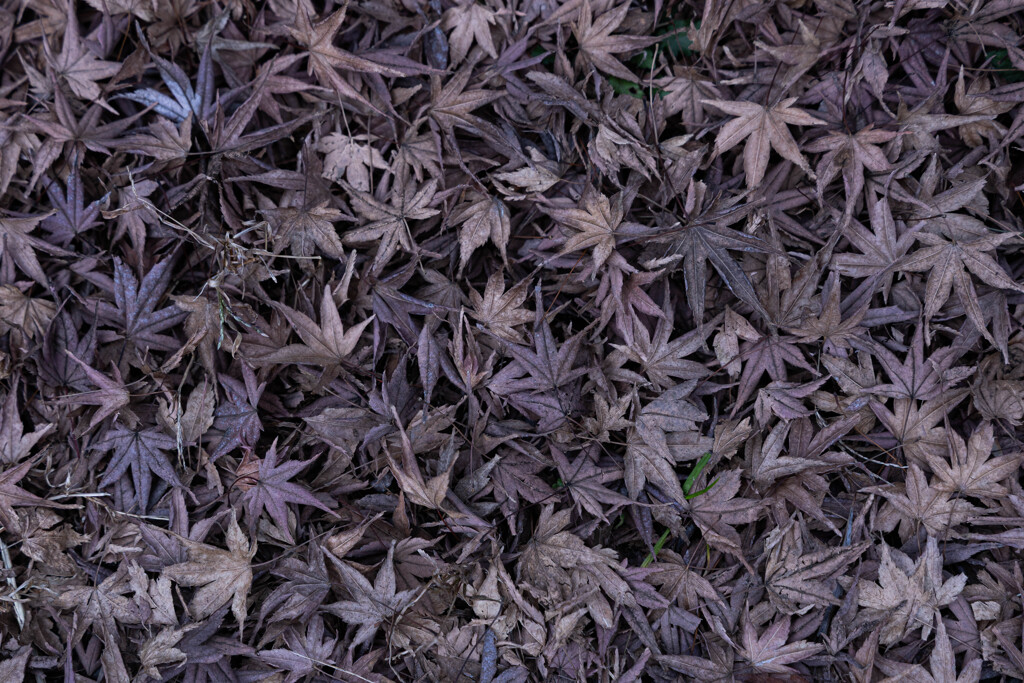 枯葉も枯れる冬