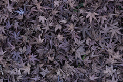 枯葉も枯れる冬