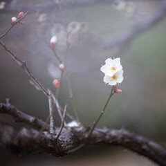 白梅　Ⅳ
