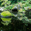 池の苔島