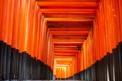 朝の千本鳥居にて　Ⅵ