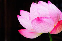 極楽浄土の花（ピンク）
