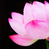 極楽浄土の花（ピンク）