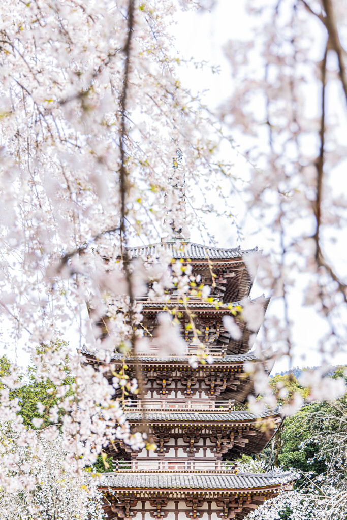 醍醐寺五重塔×しだれ桜