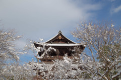 雪の花が咲きました。