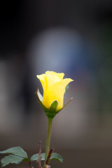 黄色い薔薇は・・・。