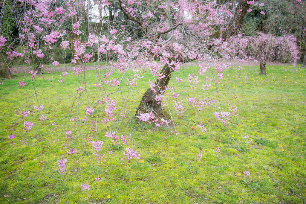 二条城の桜　Ⅱ
