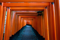 千本鳥居を進む　Ⅶ