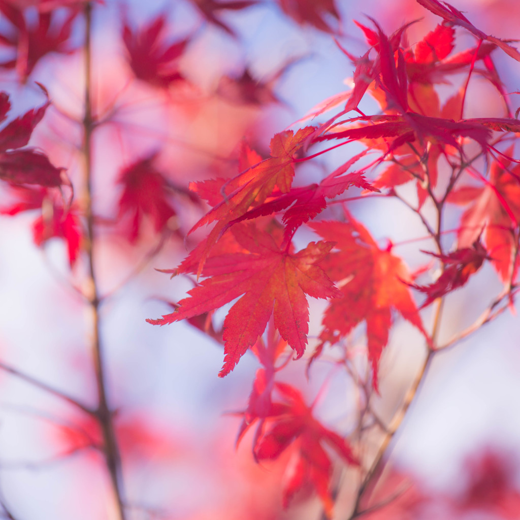 もみじの紅　Ⅲ