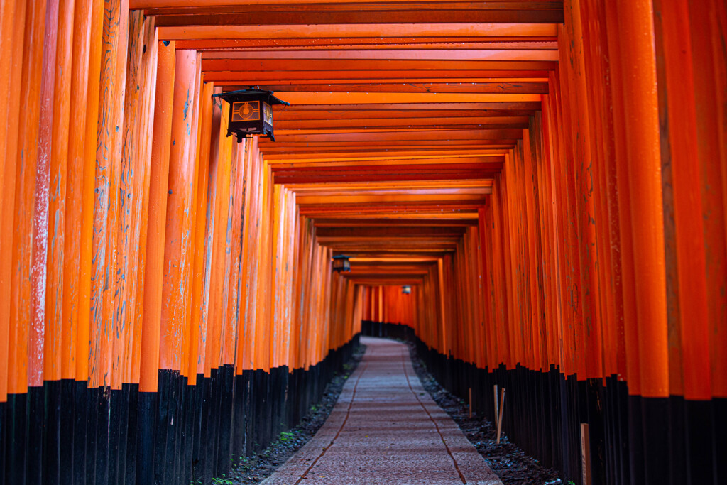 鳥居の参道