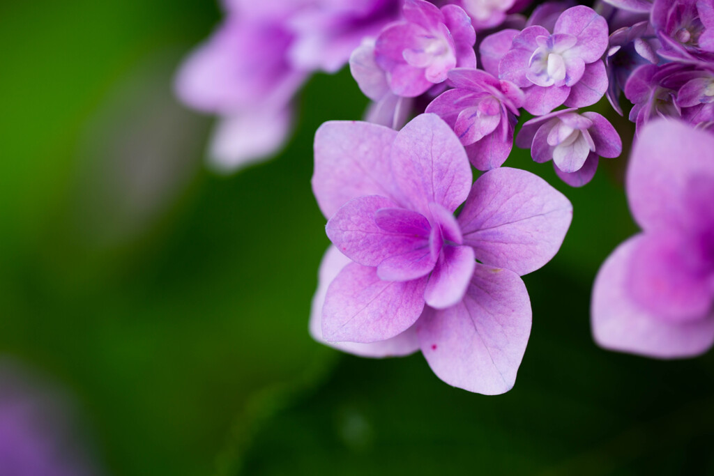 紫陽花に魅せられて　Ⅸ