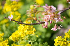 河津桜×菜の花　Ⅱ