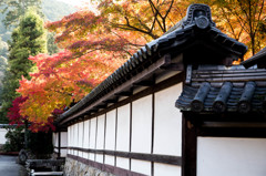 天授庵・2014秋　Ⅹ