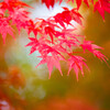 雨に濡れる紅葉　Ⅱ