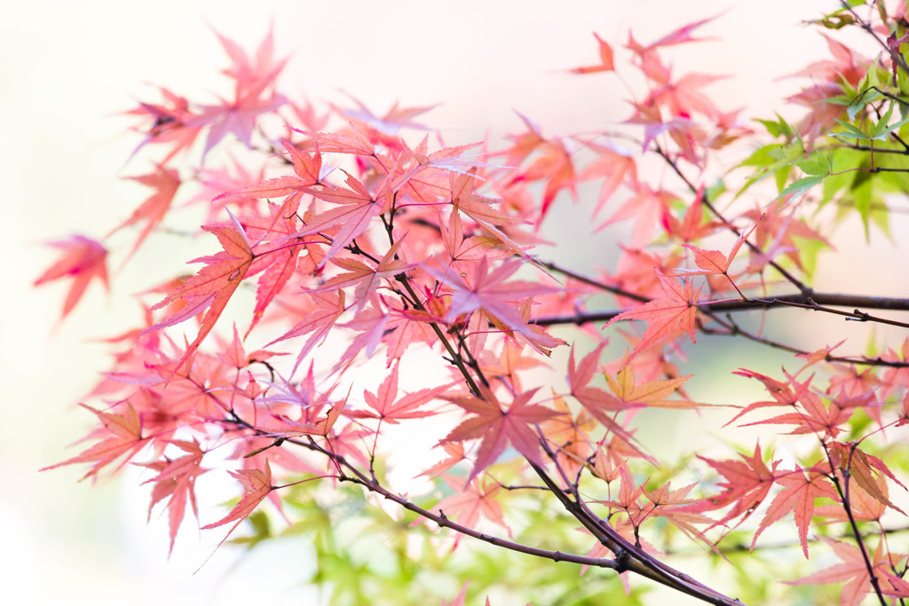 いろづく。　Ⅱ