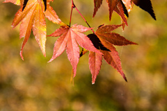 秋の彩　Ⅴ