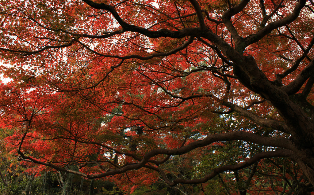 円山公園紅葉