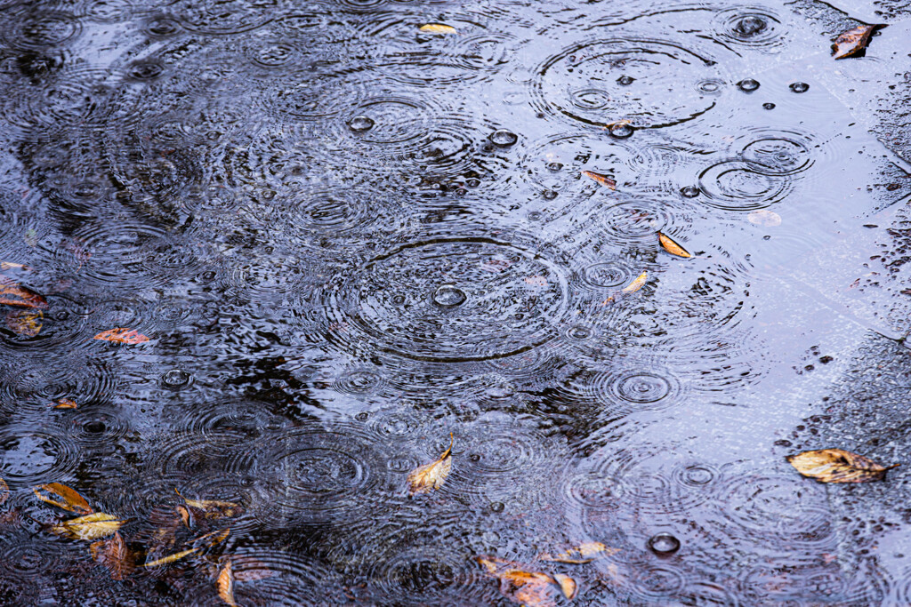 秋雨の音