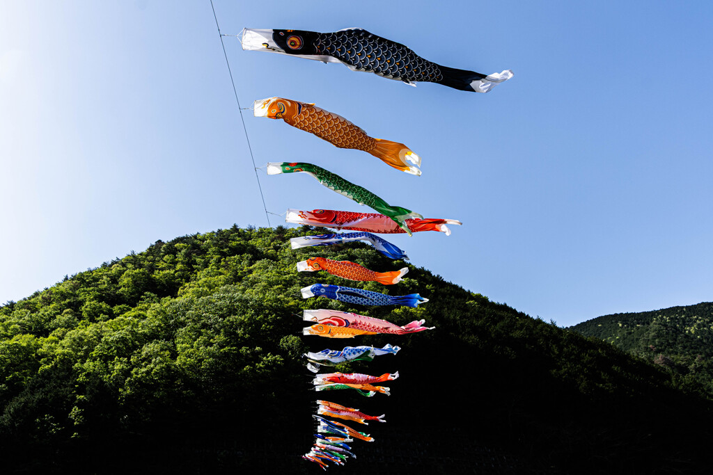 鯉が泳ぐ