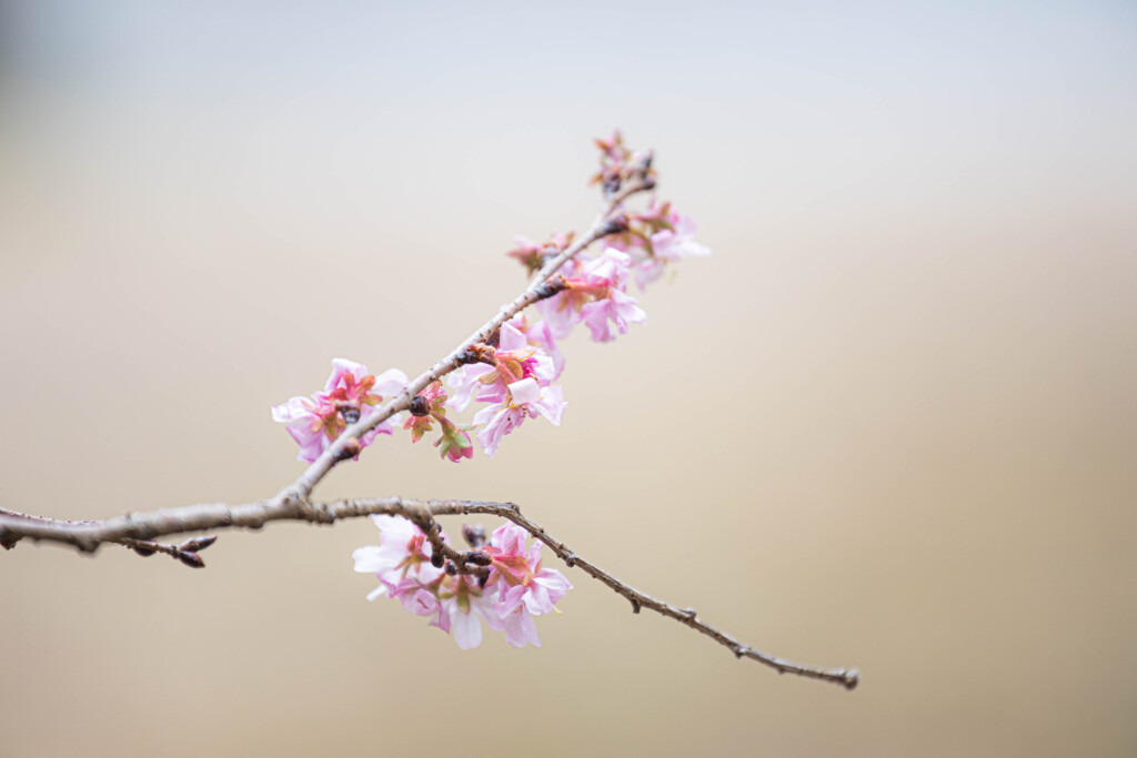 冬に咲く桜
