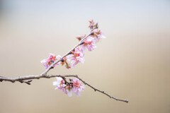 冬に咲く桜